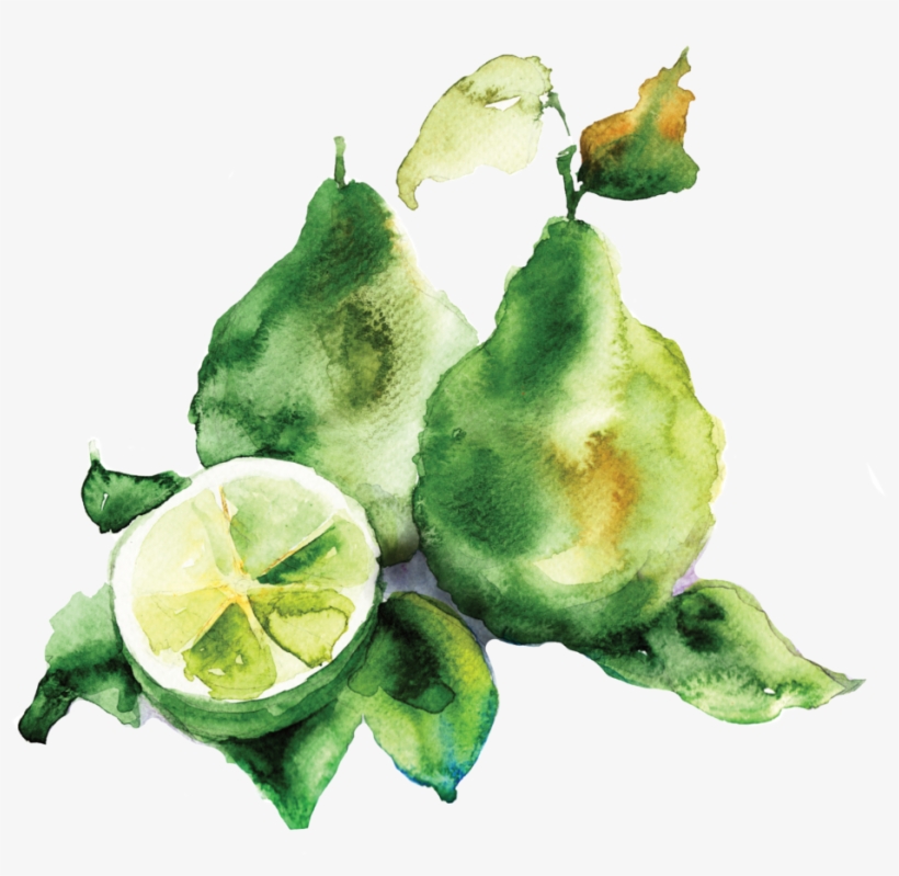 Bergamot Vector - Son Secret Lambre, transparent png download