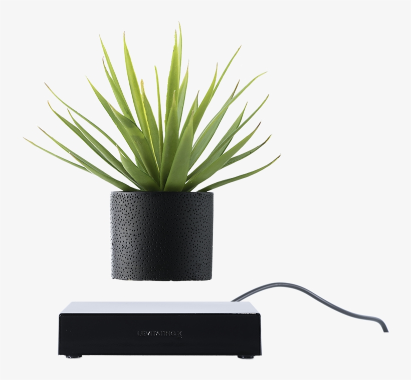 Wired Base Black - Levitating Plant Png, transparent png download
