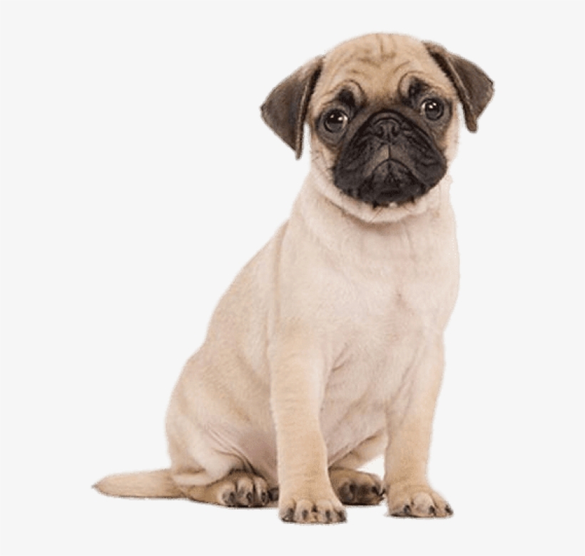 Cute Pug Puppy - Pug Transparent Background, transparent png download