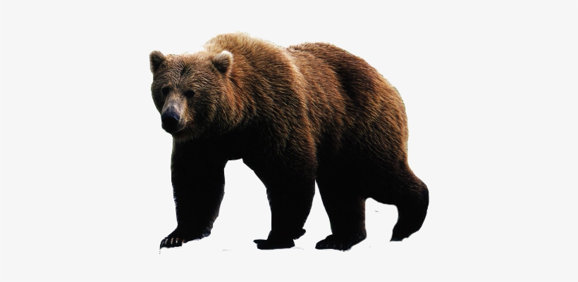 Bear Png Image - Bear Png, transparent png download