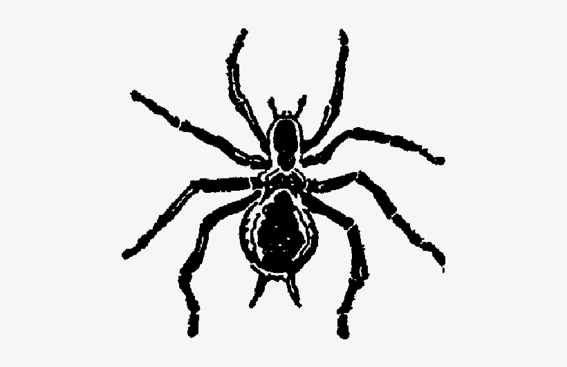 Spider Strikes V1n1 I06a Spider Seal - Spider Png Black And White, transparent png download