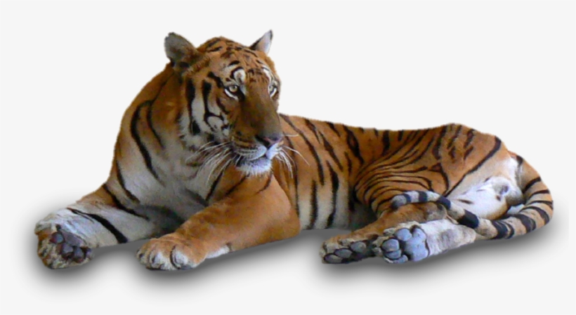 Roaring Tiger Png - Tiger, transparent png download