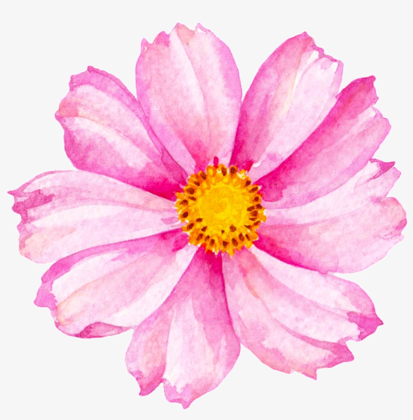 Cherry Blossom Cartoon, transparent png download