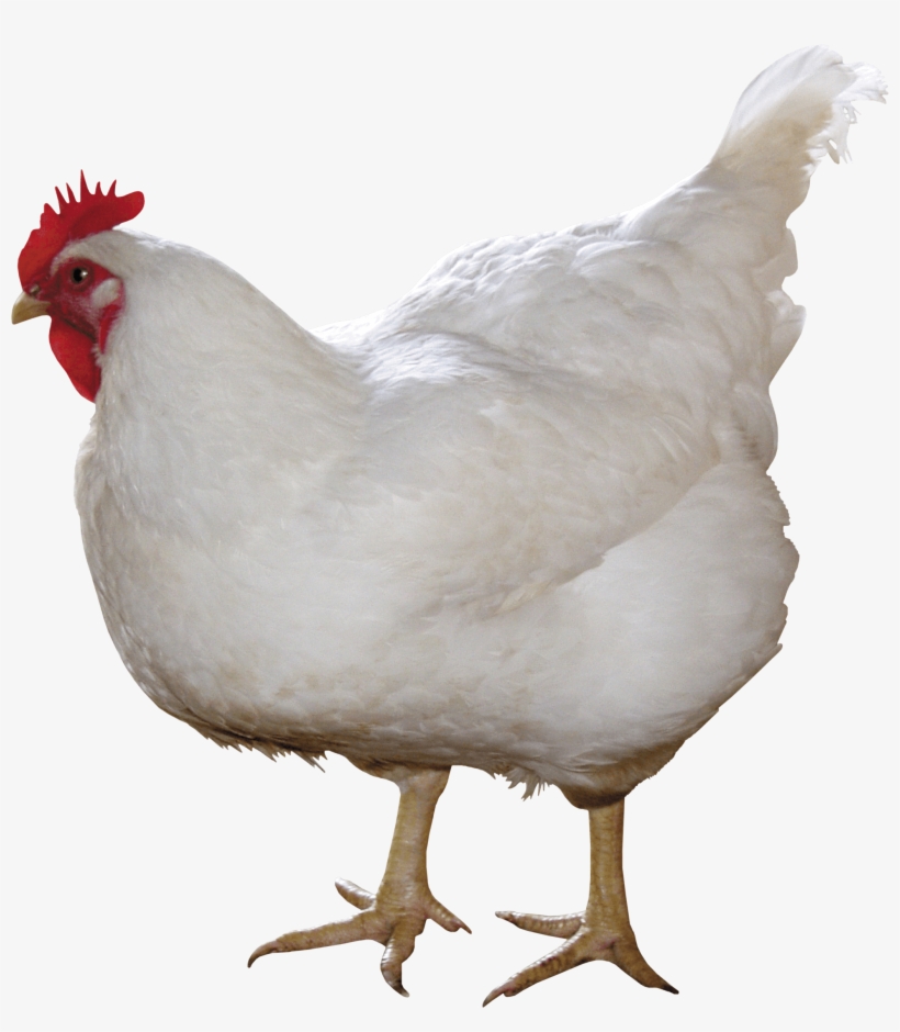 White Chicken Png Image - Chicken Png, transparent png download