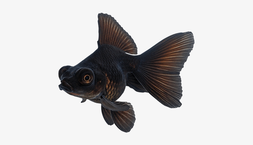 Black Goldfish - Black Goldfish Png, transparent png download