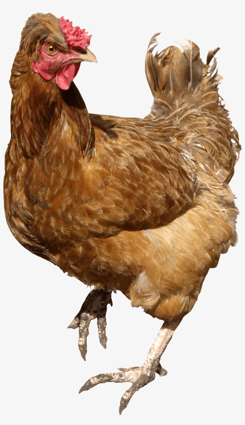 Chicken Brown Walking - Chicken Pngs, transparent png download