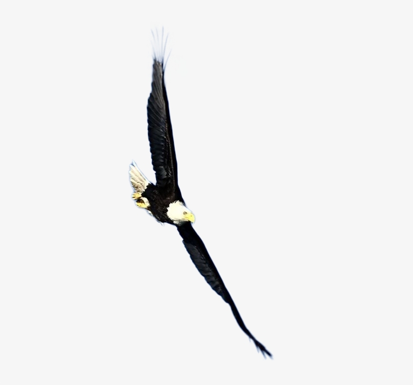 Png Images - Eagle - Portable Network Graphics, transparent png download