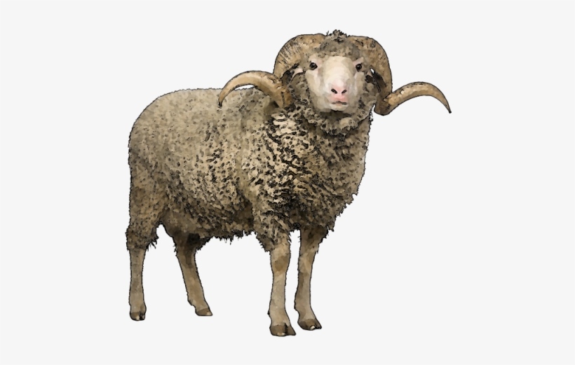 Sheep Png Free Download - Sheep Png, transparent png download