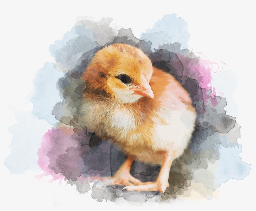 A Colorful Chicken - Chicken, transparent png download