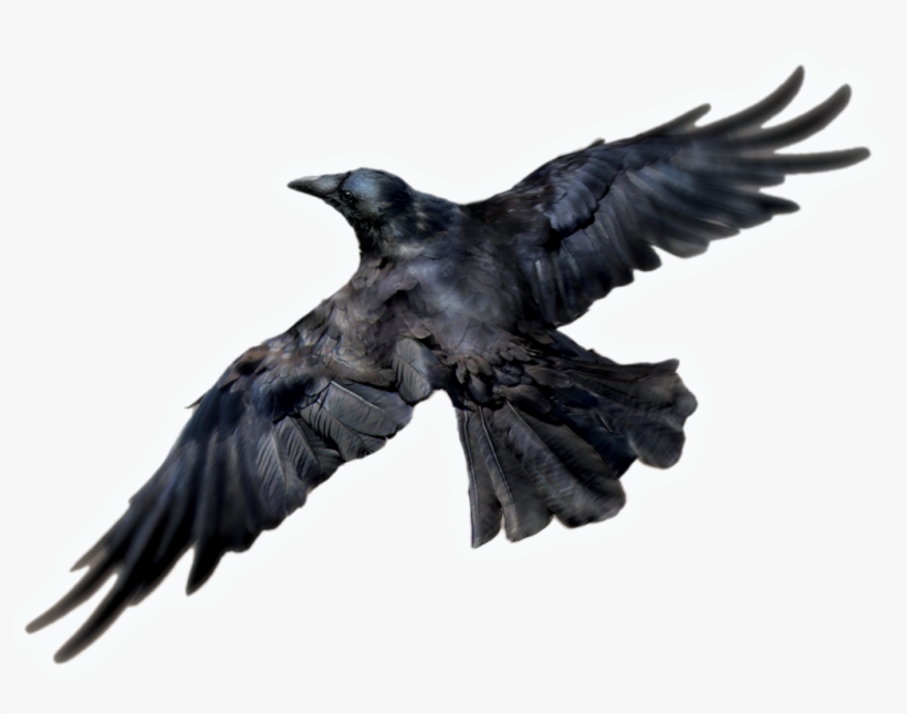 Raven - Raven Png, transparent png download