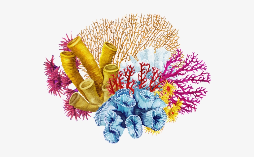 Coral Png Image - Transparent Background Coral Png, transparent png download
