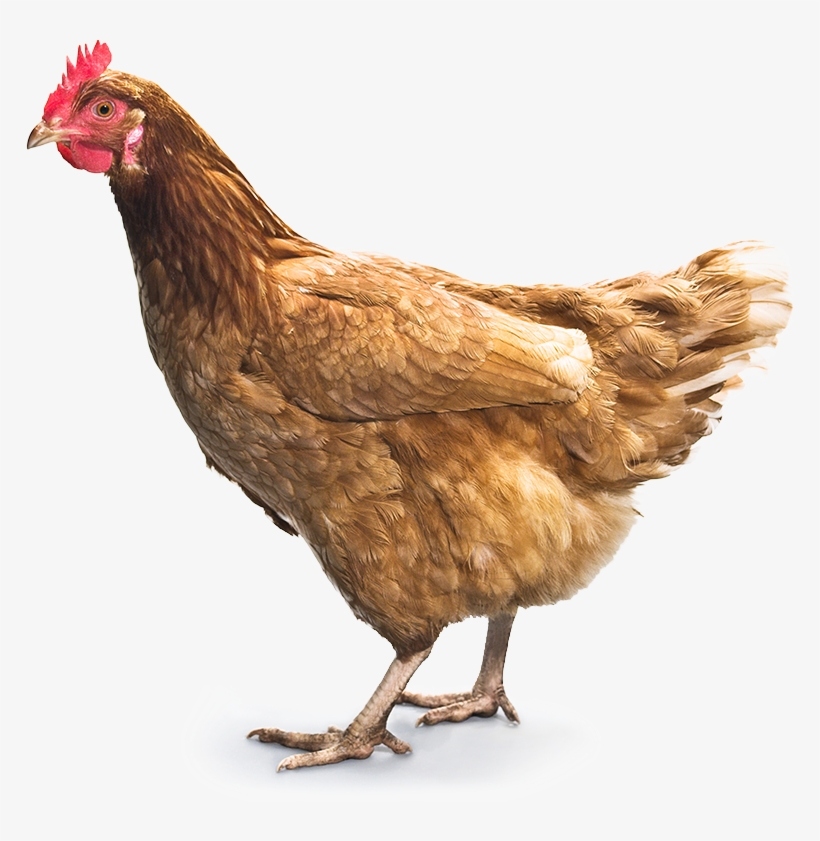 Chicken Png 7 - Chicken Png, transparent png download