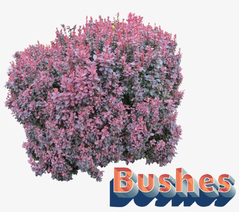 Purple Shrub Png, transparent png download