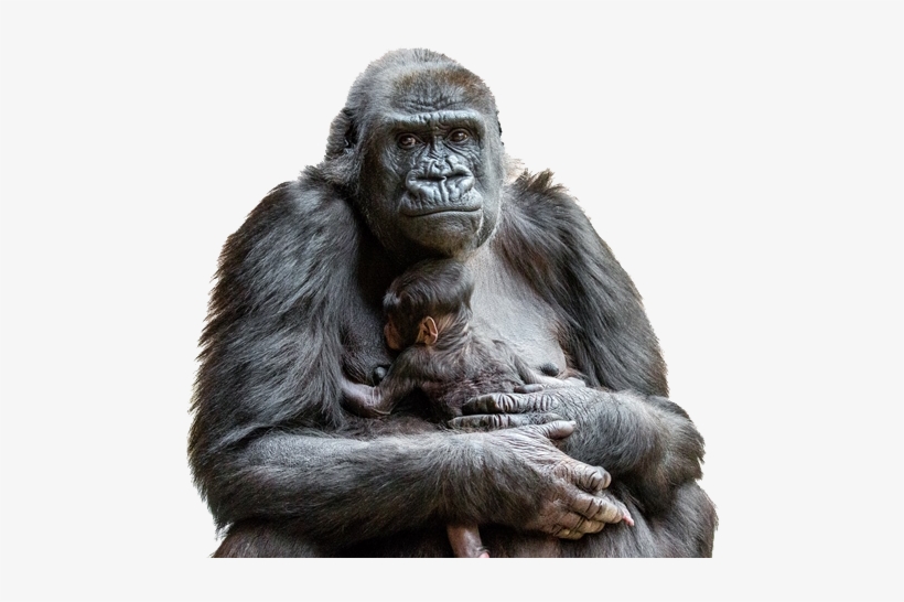 Gorilla Png Images - Prague Zoo, transparent png download