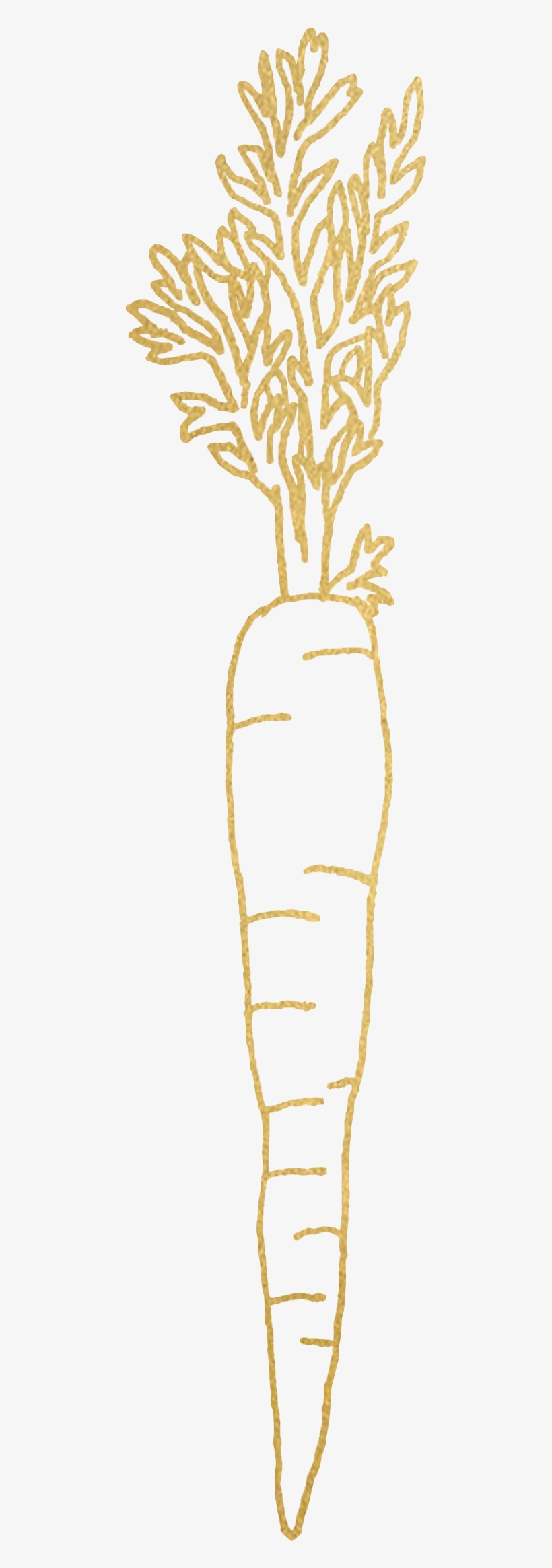 Carrot - Carrot - Carrot - Carrot - Carrot, transparent png download