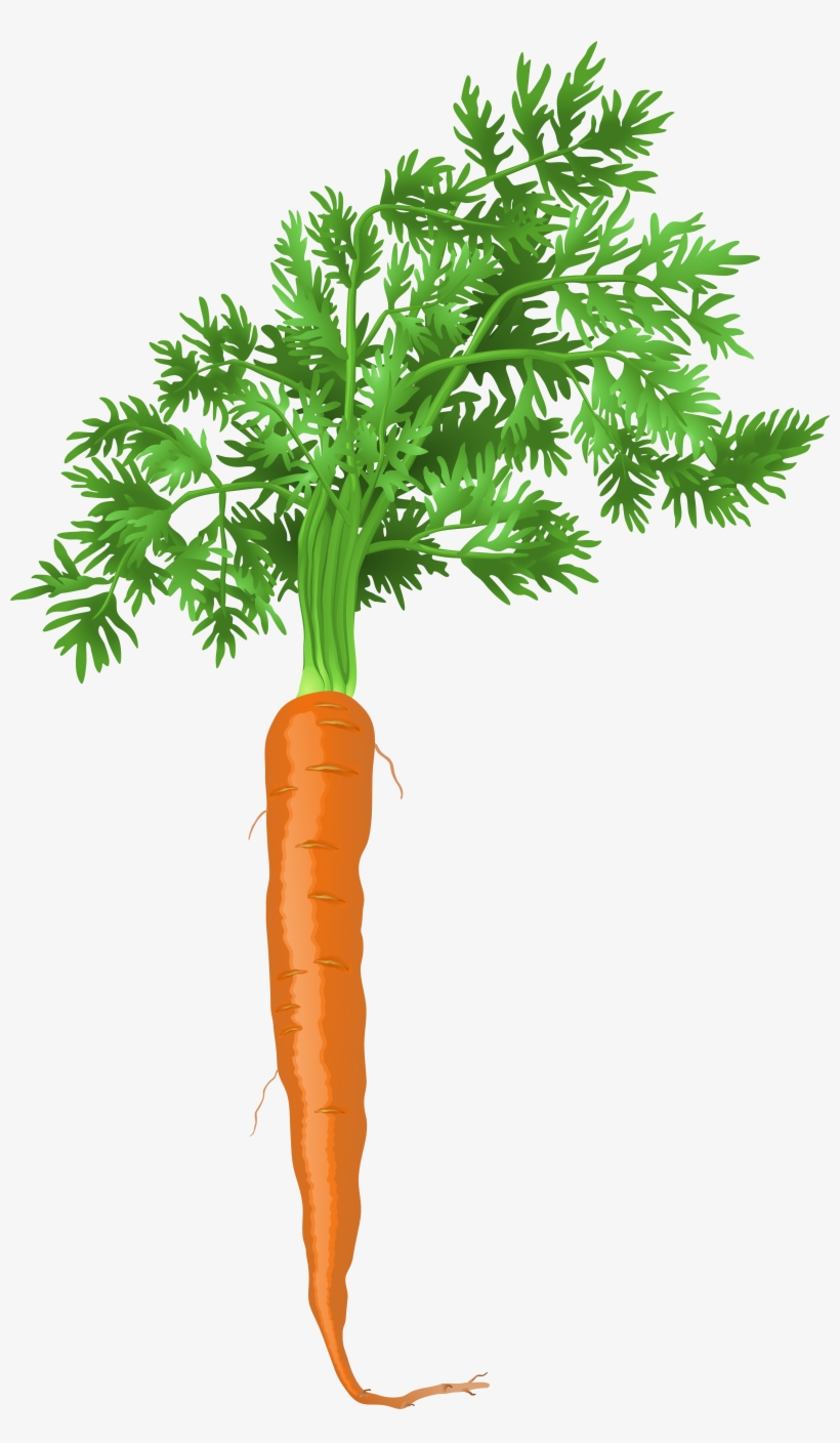 Carrot Png, transparent png download