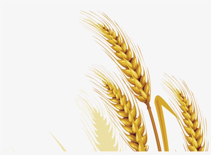 Wheat Vector Free Png Picture - Vector Graphics, transparent png download