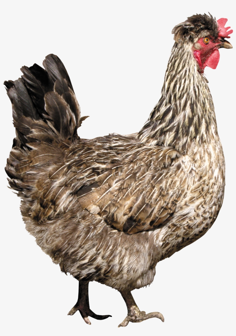 Chicken Png Image - Chicken Wall Tapestry - Small: 51" X 60", transparent png download