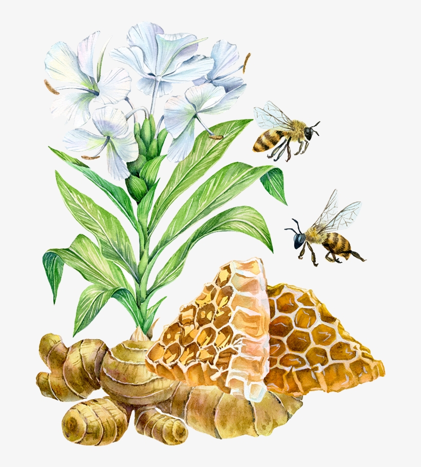 Bee Watercolor Painting Ginger Illustration - Abejas Pintura, transparent png download
