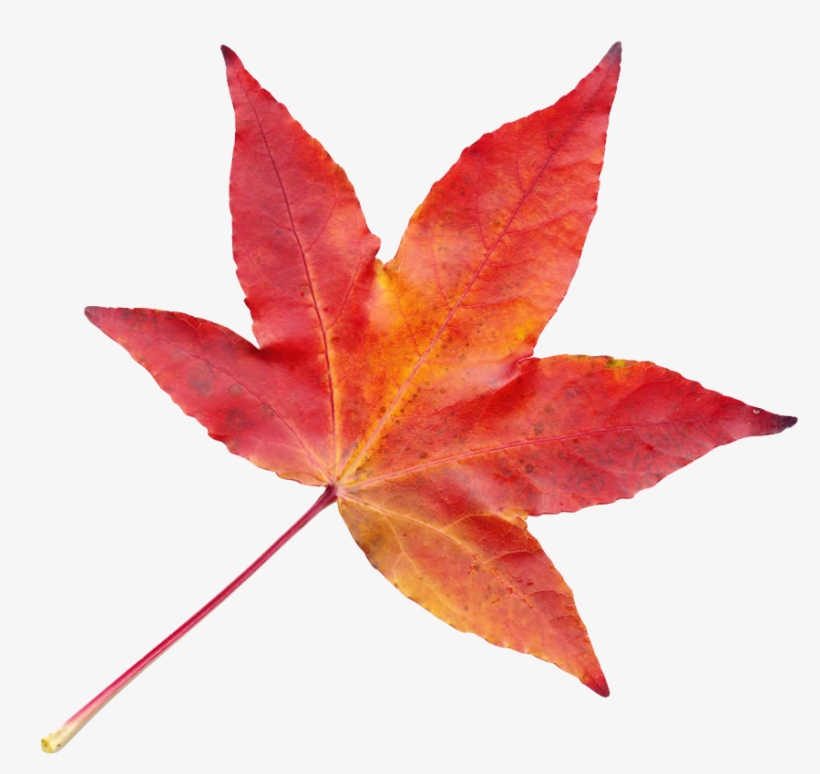 Autumn Leaves Png Transparent, transparent png download