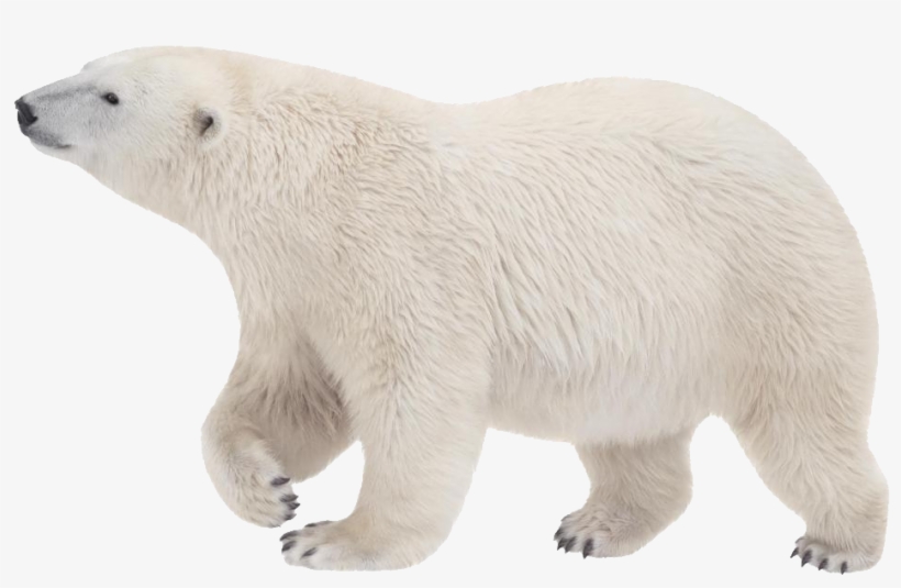 Animal Tracks Polar Bear, transparent png download