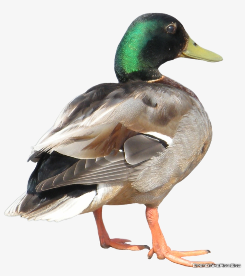 Duck Png Clipart1 - Animals Flashcards Free Printable, transparent png download