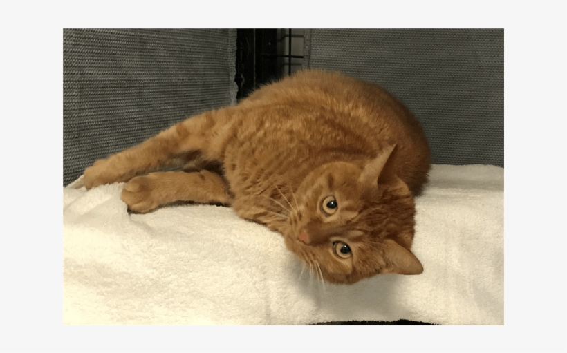 Photo Of Nala - Domestic Short-haired Cat, transparent png download