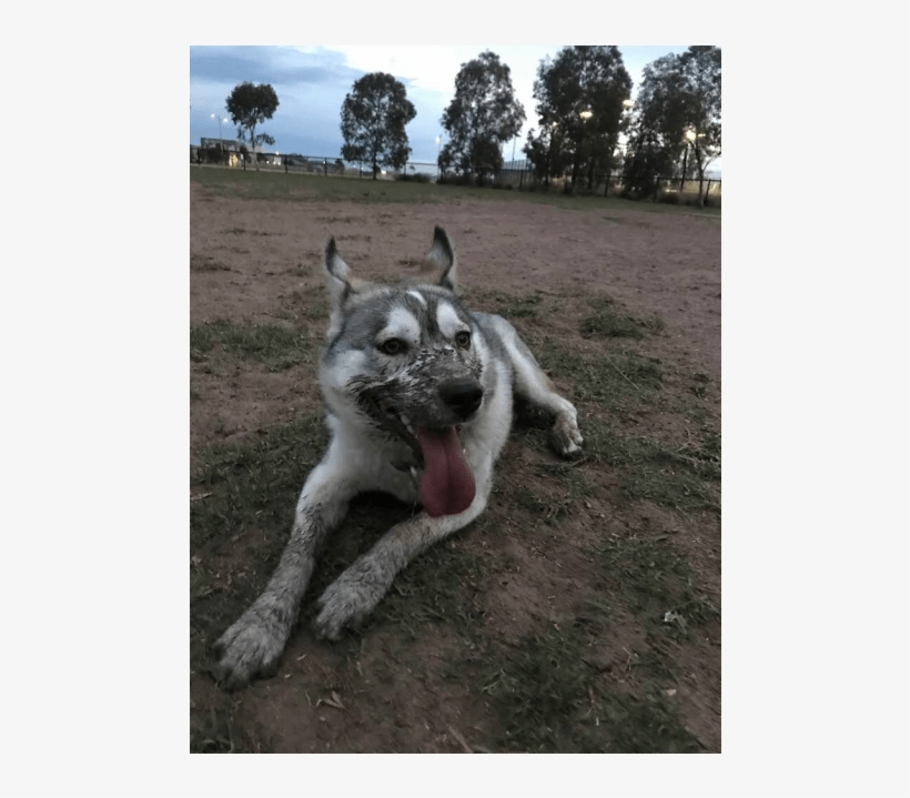 Photo Of Nala - Wolfdog, transparent png download