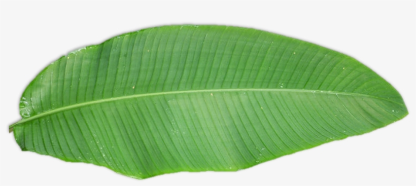 Are You More The Permanent Vacation Type Or Ultimate - Tree, transparent png download