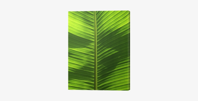 Banana Tree Leaf, transparent png download
