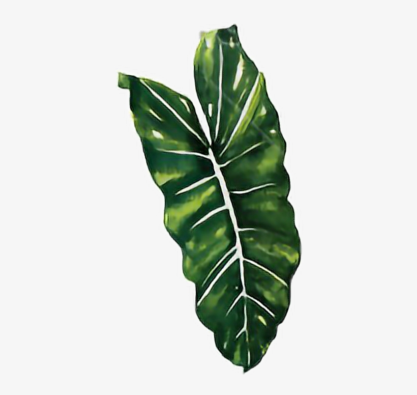 Report Abuse - Karuilu Home Japanese Noren Doorway Curtain / Tapestry, transparent png download