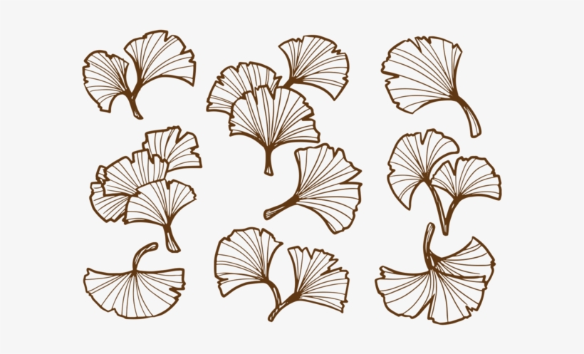 Hand Drawn Ginkgo Leaf - 3 Ginkgo Leaves Drawing, transparent png download