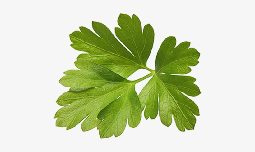 La Justicia Española Acaba De Detener Y Encarcelar - Magnetic Cooking Timer By Gefu, transparent png download