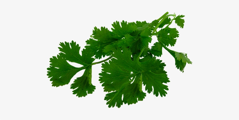 Coriander, transparent png download