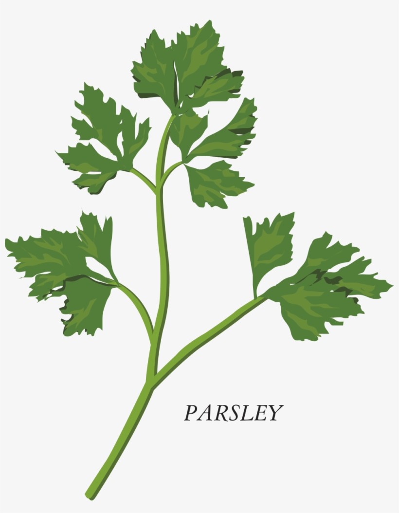 Clip Freeuse Herb Parsley Clip Art - Herbs Clipart Png, transparent png download