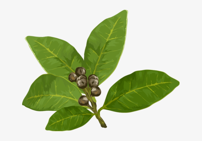 Herbs And Spices Clipart - Bay Leaf Clipart, transparent png download