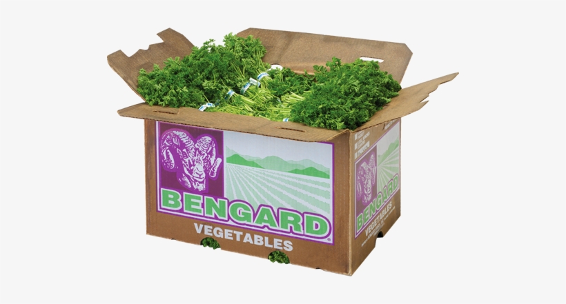 Parsley & Cilantro - Coriander, transparent png download