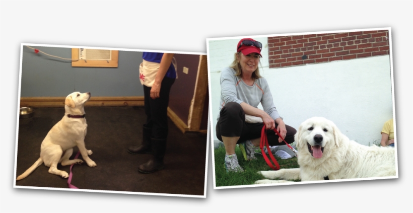 Owners With Their Dogs - Dog, transparent png download