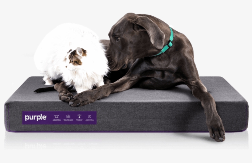 Made With Pets And Their People In Mind - Pet, transparent png download