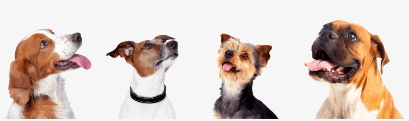 Megan@petlodge - Us - Bake-a-bone Triple Peanut Butter Mix, transparent png download