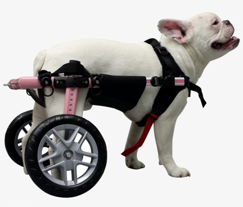 Features Of The Walkin' Belly Support - Dog Wheelchair Png, transparent png download