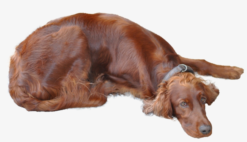 File - Irishsetter - Irish Setter Transparent Background, transparent png download