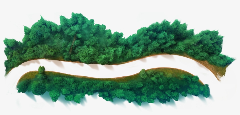Forest Path Front - Tree, transparent png download
