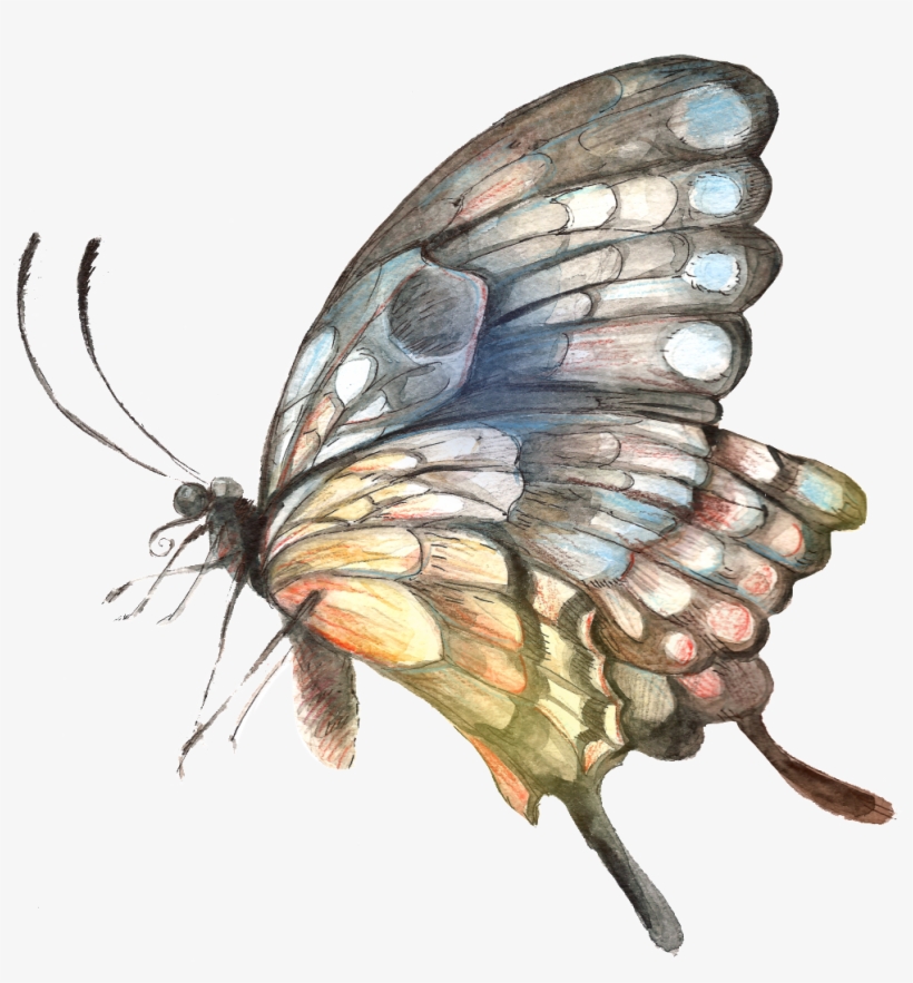 Painted Handpainted Butterfly Hd Png - 蝴蝶 繪畫, transparent png download