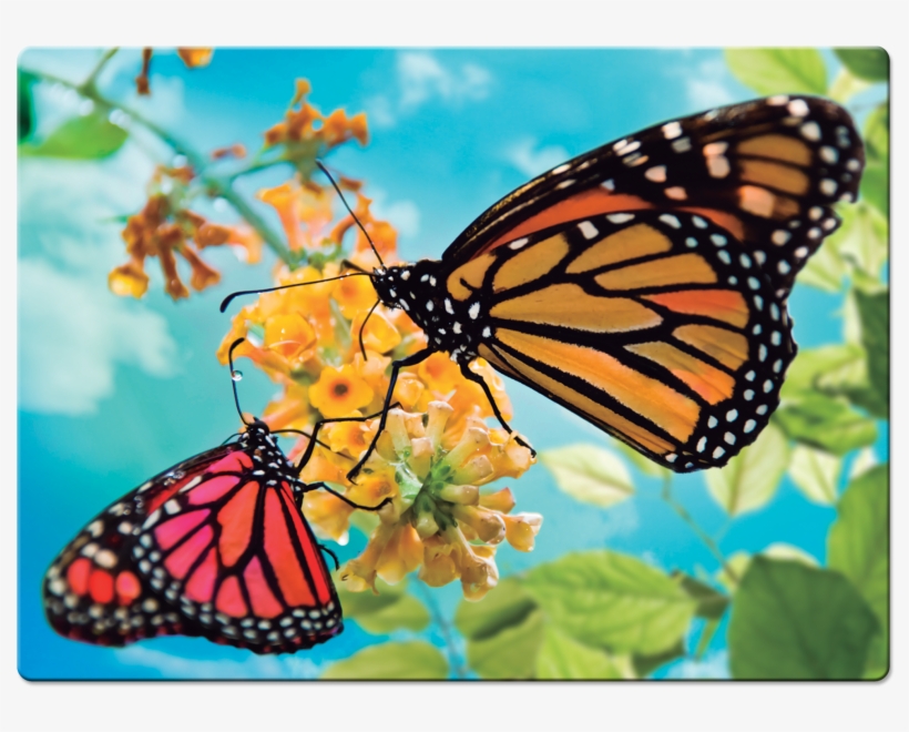 Butterflies And Ants, transparent png download