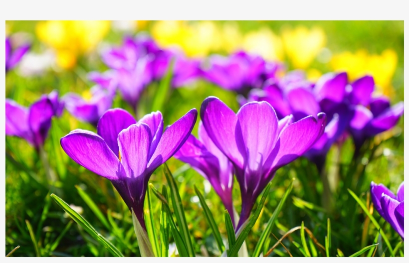 Spring “moving Forward” - Spring, transparent png download