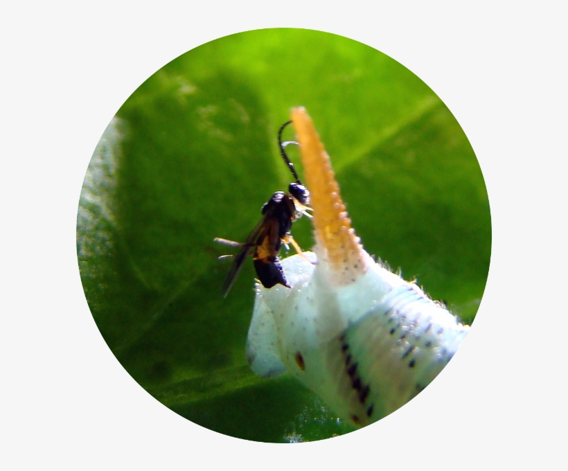 Cotesia Congregata - Macro Photography, transparent png download