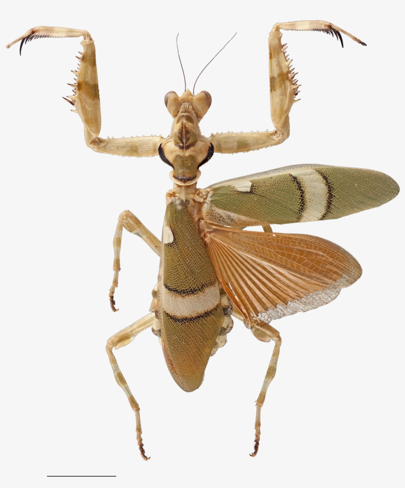 Image Captions & Credits - Grasshopper, transparent png download