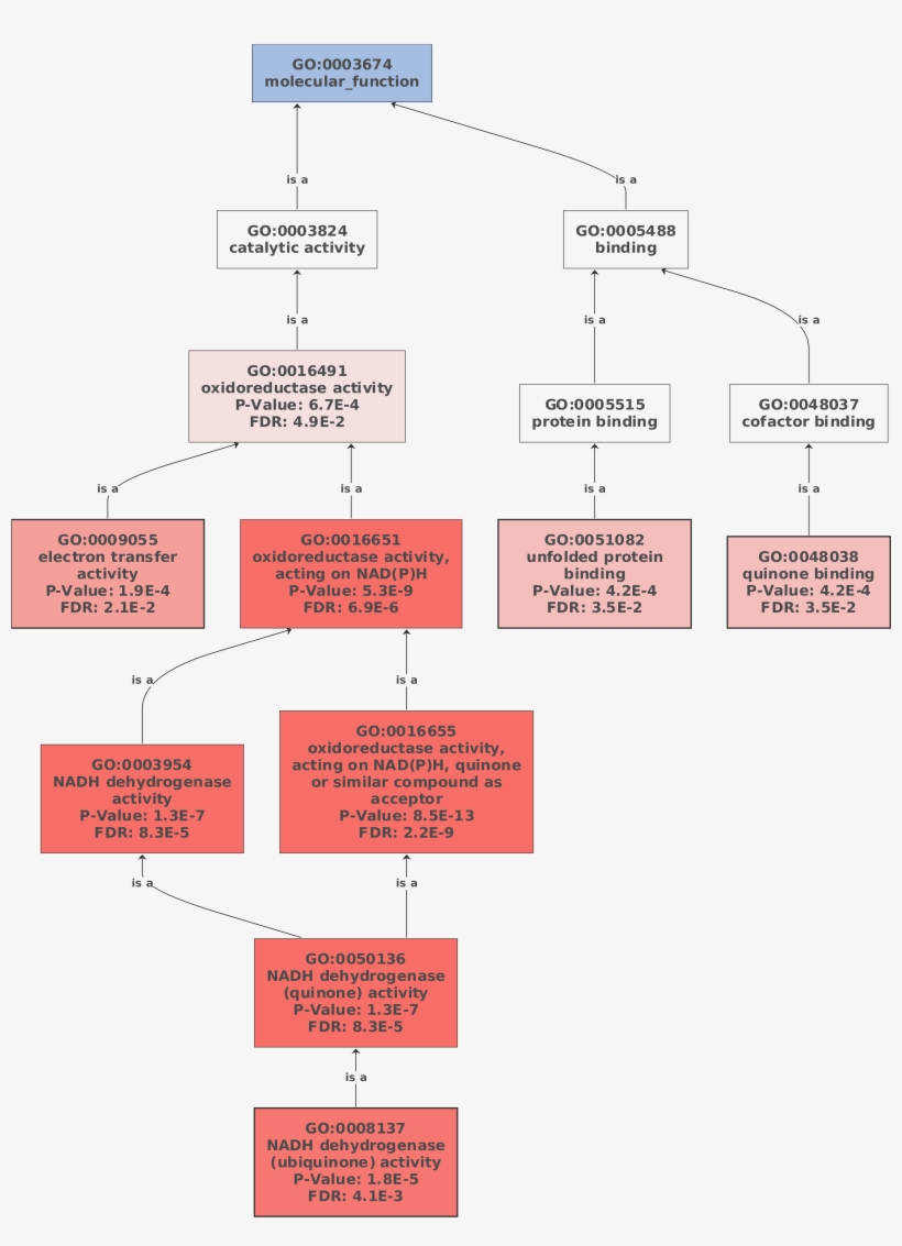 Functional Enrichment Analysis - Diagram, transparent png download