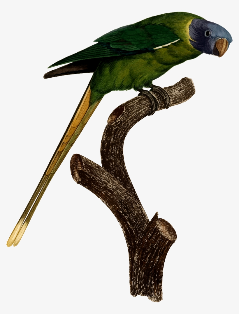 Parrot - Parakeet, transparent png download